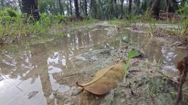 Kırsal toprak yolda sağanak yağış sonrasında durgun su havuzu yansıtıyor. 