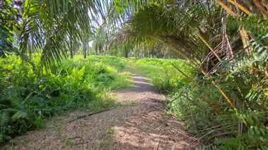 Kırsal kesimin kırsal kesimlerine doğru kırsal kesimlerin giderek azalan bakış açısının düşük açılı görüntüsü