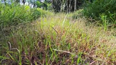 Kırsal kesimin kırsal kesimlerine doğru kırsal kesimlerin giderek azalan bakış açısının düşük açılı görüntüsü