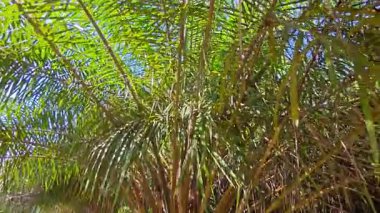 Kırsal kesimin kırsal kesimlerine doğru kırsal kesimlerin giderek azalan bakış açısının düşük açılı görüntüsü