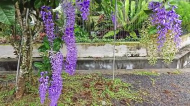 Güzel mor renkli zımpara kağıdı sarmaşık ağacı yol kenarında 