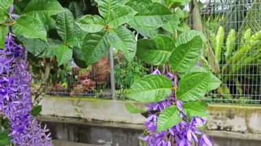 Güzel mor renkli zımpara kağıdı sarmaşık ağacı yol kenarında 