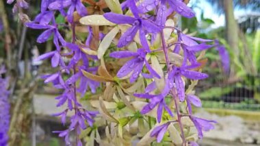 Güzel mor renkli zımpara kağıdı sarmaşık ağacı yol kenarında 