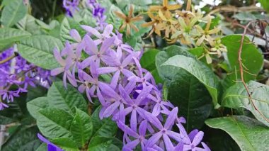 Güzel mor renkli zımpara kağıdı sarmaşık ağacı yol kenarında 