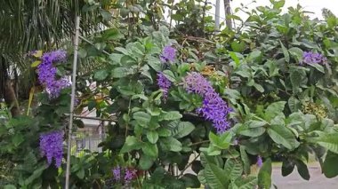 Güzel mor renkli zımpara kağıdı sarmaşık ağacı yol kenarında 