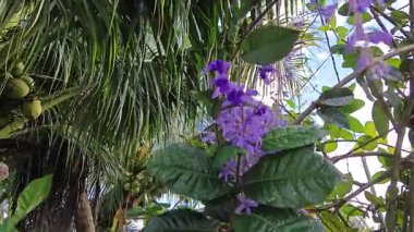 Güzel mor renkli zımpara kağıdı sarmaşık ağacı yol kenarında 