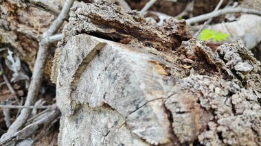 a pile of unknown dried decaying wood trunk and branch on the isolated ground.