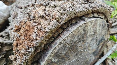 a pile of unknown dried decaying wood trunk and branch on the isolated ground.