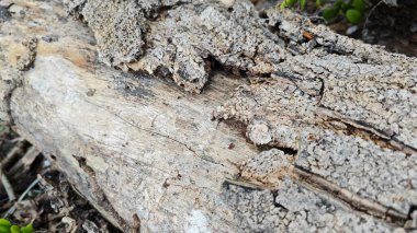 a pile of unknown dried decaying wood trunk and branch on the isolated ground.