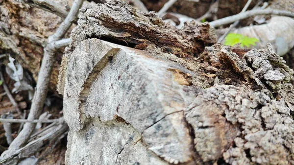a pile of unknown dried decaying wood trunk and branch on the isolated ground.