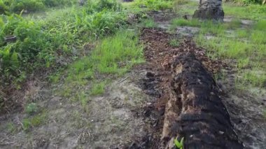 drone hovering around the palm oil tree plantation and its environmental vegetation scene.