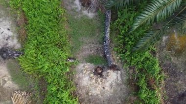 drone hovering around the palm oil tree plantation and its environmental vegetation scene.