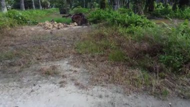 drone hovering around the palm oil tree plantation and its environmental vegetation scene.