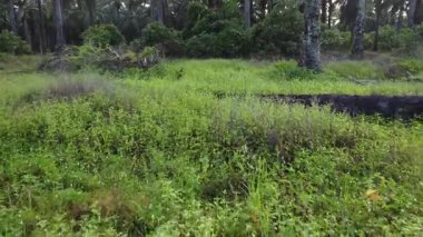drone hovering around the palm oil tree plantation and its environmental vegetation scene.