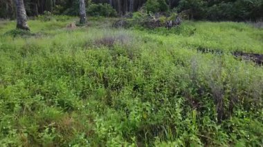 drone hovering around the palm oil tree plantation and its environmental vegetation scene.