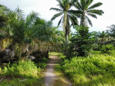 Çiftlikteki yabani bitki örtüsünün ve palmiye ağacının hava manzarası.. 