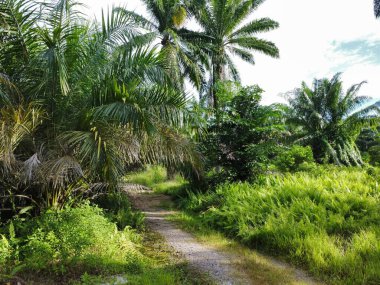 Çiftlikteki yabani bitki örtüsünün ve palmiye ağacının hava manzarası.. 