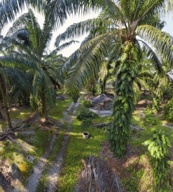 Güzel, aydınlık bir sabah manzarası. Bitki örtüsü ve palmiye yağı fidanlığı.. 