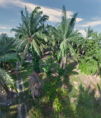 Güzel, aydınlık bir sabah manzarası. Bitki örtüsü ve palmiye yağı fidanlığı.. 