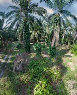 Güzel, aydınlık bir sabah manzarası. Bitki örtüsü ve palmiye yağı fidanlığı.. 