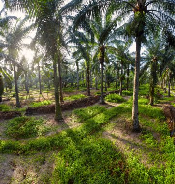 Güzel, aydınlık bir sabah manzarası. Bitki örtüsü ve palmiye yağı fidanlığı.. 