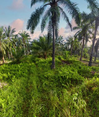 Güzel, aydınlık bir sabah manzarası. Bitki örtüsü ve palmiye yağı fidanlığı.. 