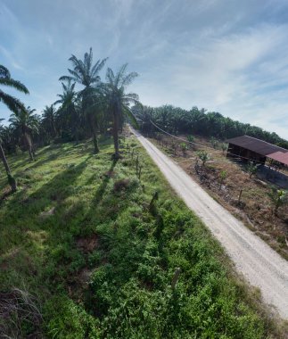 Güzel, aydınlık bir sabah manzarası. Bitki örtüsü ve palmiye yağı fidanlığı.. 