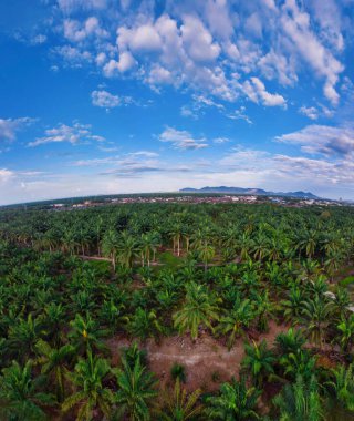 Güzel, aydınlık bir sabah manzarası. Bitki örtüsü ve palmiye yağı fidanlığı.. 