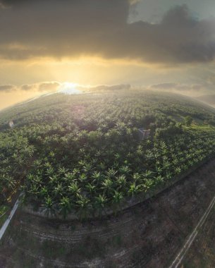 Güzel, aydınlık bir sabah manzarası. Bitki örtüsü ve palmiye yağı fidanlığı.. 