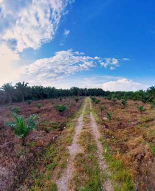 Güzel, aydınlık bir sabah manzarası. Bitki örtüsü ve palmiye yağı fidanlığı.. 