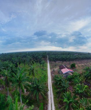 Güzel, aydınlık bir sabah manzarası. Bitki örtüsü ve palmiye yağı fidanlığı.. 