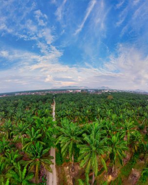 Güzel, aydınlık bir sabah manzarası. Bitki örtüsü ve palmiye yağı fidanlığı.. 