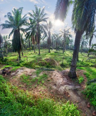 Güzel, aydınlık bir sabah manzarası. Bitki örtüsü ve palmiye yağı fidanlığı.. 