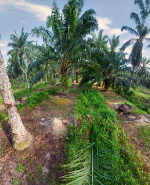 Güzel, aydınlık bir sabah manzarası. Bitki örtüsü ve palmiye yağı fidanlığı.. 