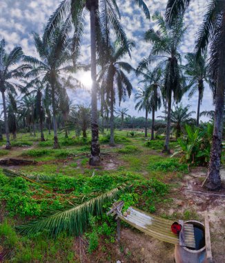Güzel, aydınlık bir sabah manzarası. Bitki örtüsü ve palmiye yağı fidanlığı.. 