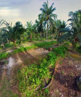 Güzel, aydınlık bir sabah manzarası. Bitki örtüsü ve palmiye yağı fidanlığı.. 