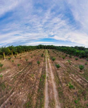 Güzel, aydınlık bir sabah manzarası. Bitki örtüsü ve palmiye yağı fidanlığı.. 
