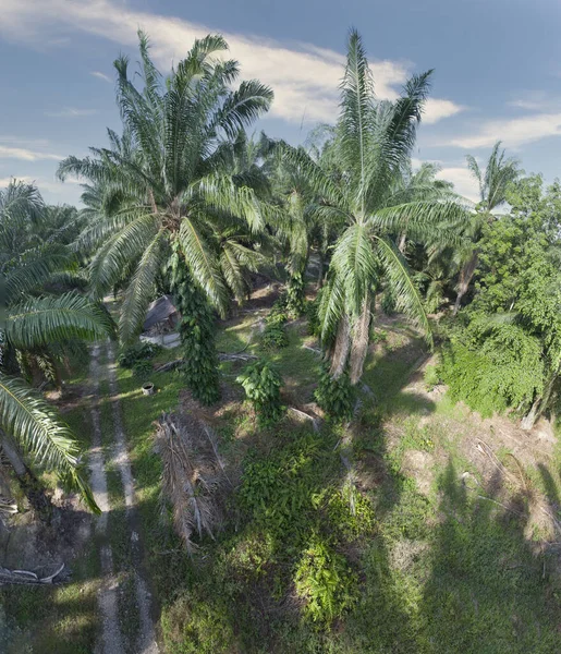 Güzel, aydınlık bir sabah manzarası. Bitki örtüsü ve palmiye yağı fidanlığı.. 
