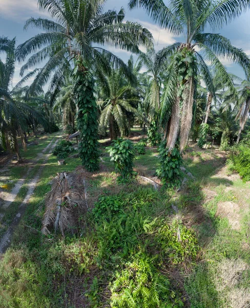Güzel, aydınlık bir sabah manzarası. Bitki örtüsü ve palmiye yağı fidanlığı.. 