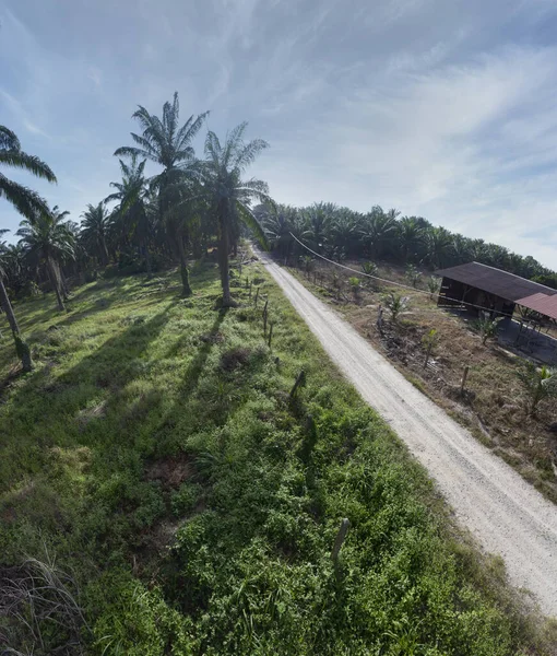 Güzel, aydınlık bir sabah manzarası. Bitki örtüsü ve palmiye yağı fidanlığı.. 