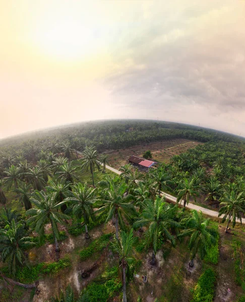 Güzel, aydınlık bir sabah manzarası. Bitki örtüsü ve palmiye yağı fidanlığı.. 