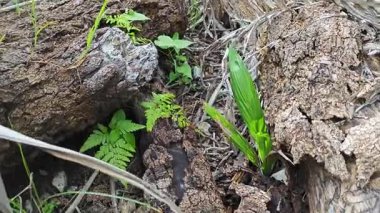 a pile of unknown dried decaying wood trunk and branch on the isolated ground.