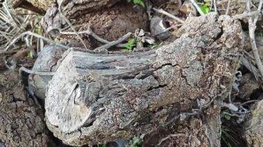 a pile of unknown dried decaying wood trunk and branch on the isolated ground. 