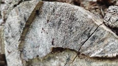 a pile of unknown dried decaying wood trunk and branch on the isolated ground. 