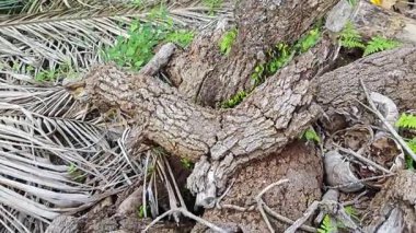 a pile of unknown dried decaying wood trunk and branch on the isolated ground. 