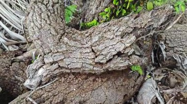 a pile of unknown dried decaying wood trunk and branch on the isolated ground. 