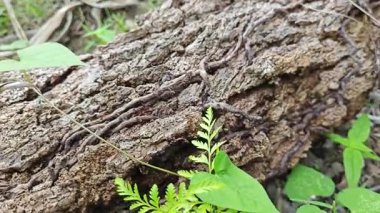a pile of unknown dried decaying wood trunk and branch on the isolated ground. 