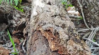 a pile of unknown dried decaying wood trunk and branch on the isolated ground. 