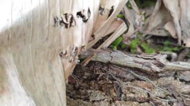 a pile of unknown dried decaying wood trunk and branch on the isolated ground. 