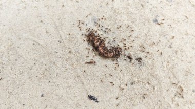 Kumlu kırsal yol boyunca küçük kırmızı ateş karıncalarının yuvalarından sağ çıkmaları.